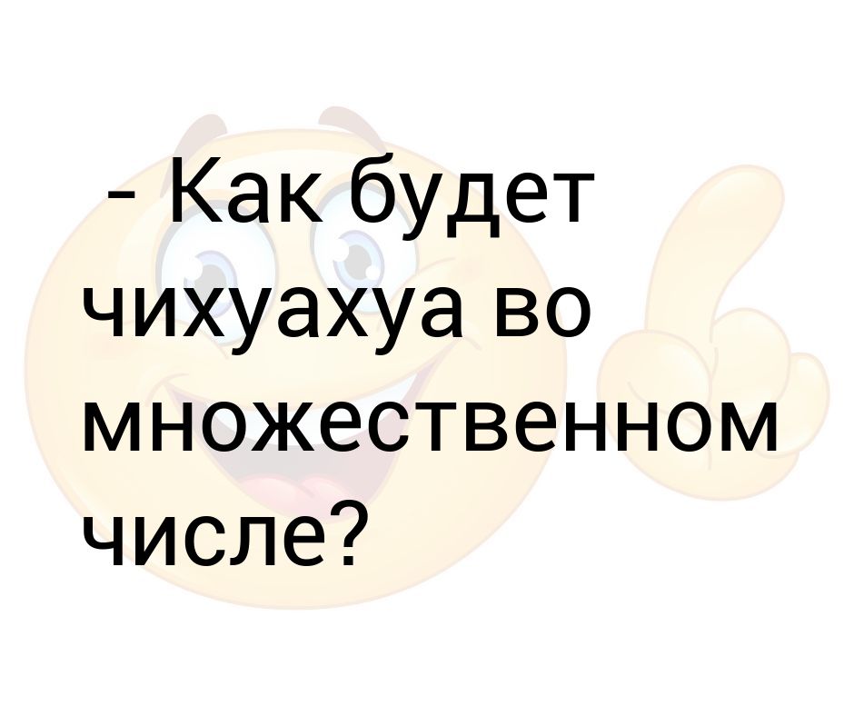 Чихуахуа во множественном. Как будет чихуахуа во множественном числе. Как чихуахуа во множественном числе. Как будет чихуахуа во множественном числе ответ. Чихуахуа во множественном числе прикол картинки.