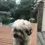 viktor