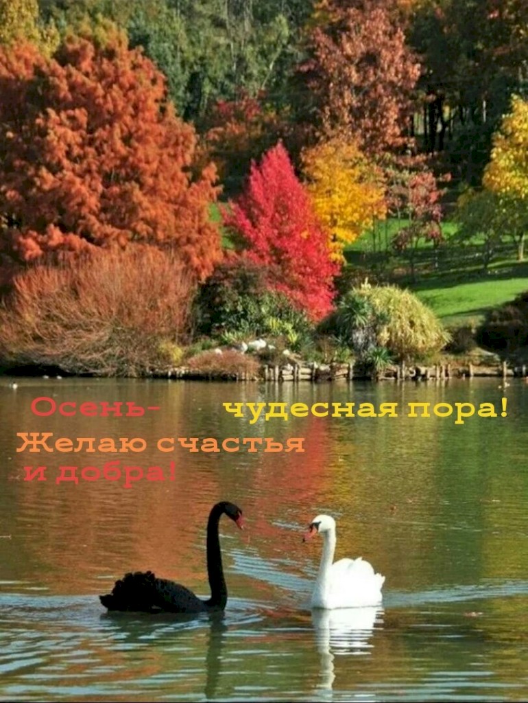 парк с лебедями